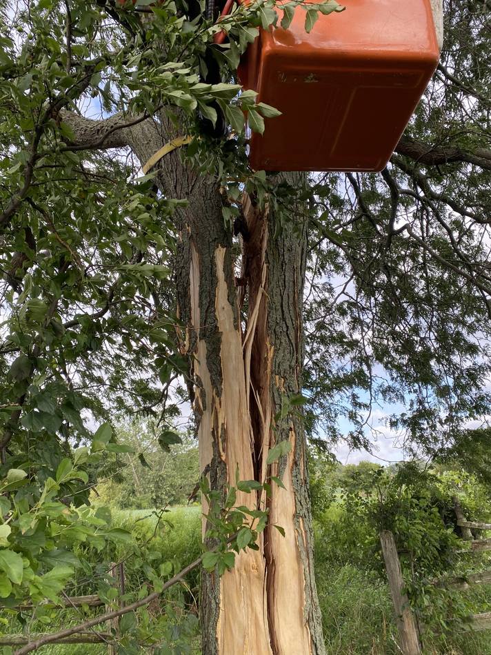 Bucket lift working the canopy of a damaged tree