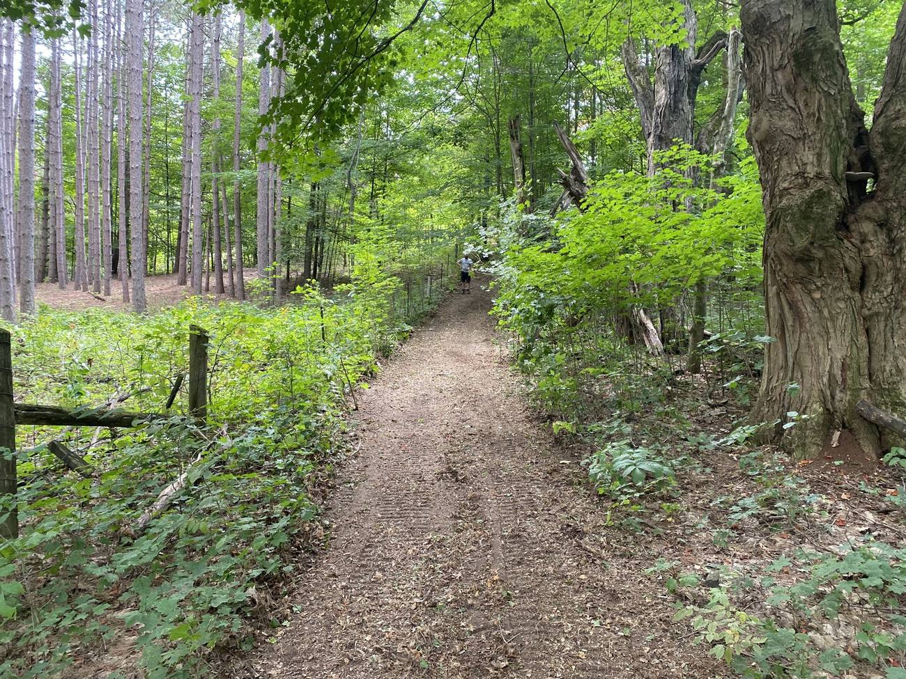 Mature woodland on a Caledon property