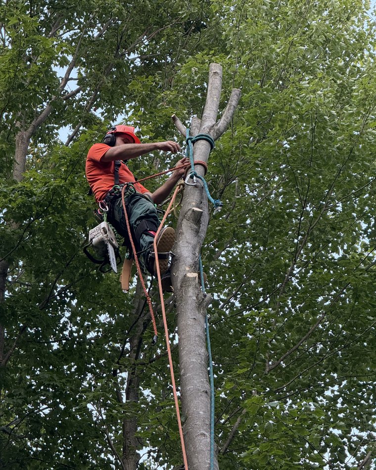 Arborist tied in on a mature stem setting a rigging point