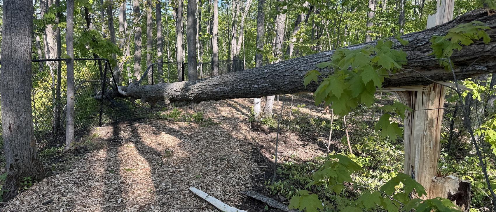 Mature tree down across a fence after a storm