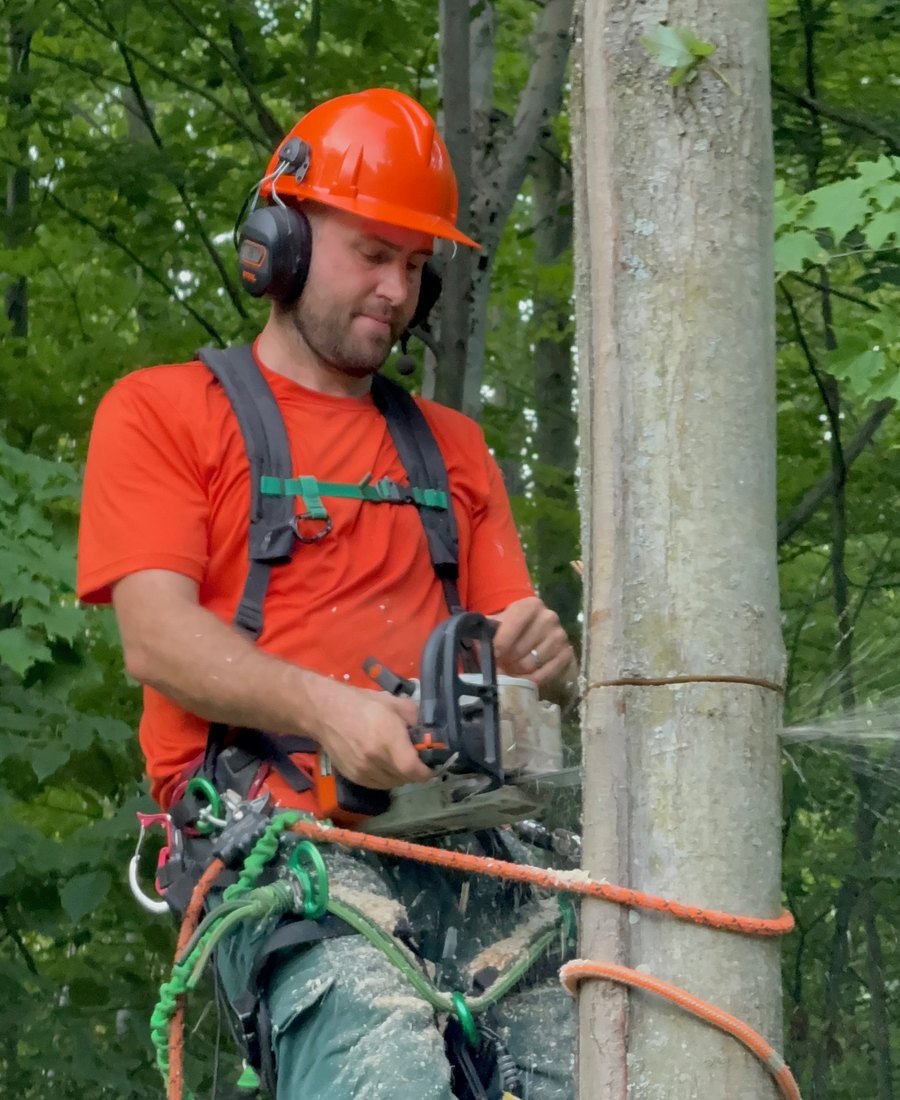 Arborist tied in with full climbing gear making a cut on a mature stem