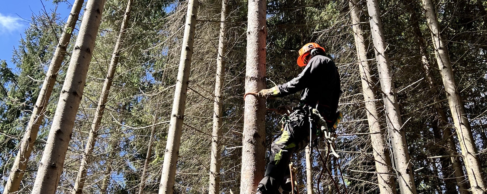 Arborist roped high in a stand of mature conifers